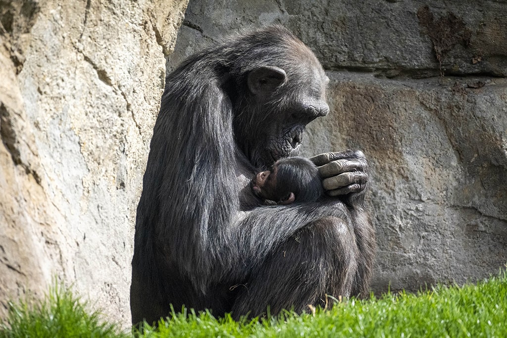 Nuk është ndarë nga këlyshi i saj i ngordhur për tre muaj, shimpanzeja emocionon vizitorët!