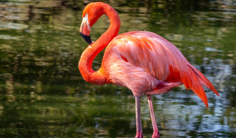 A fluturojnë flamingot? 10 fakte interesante për zogjtë rozë