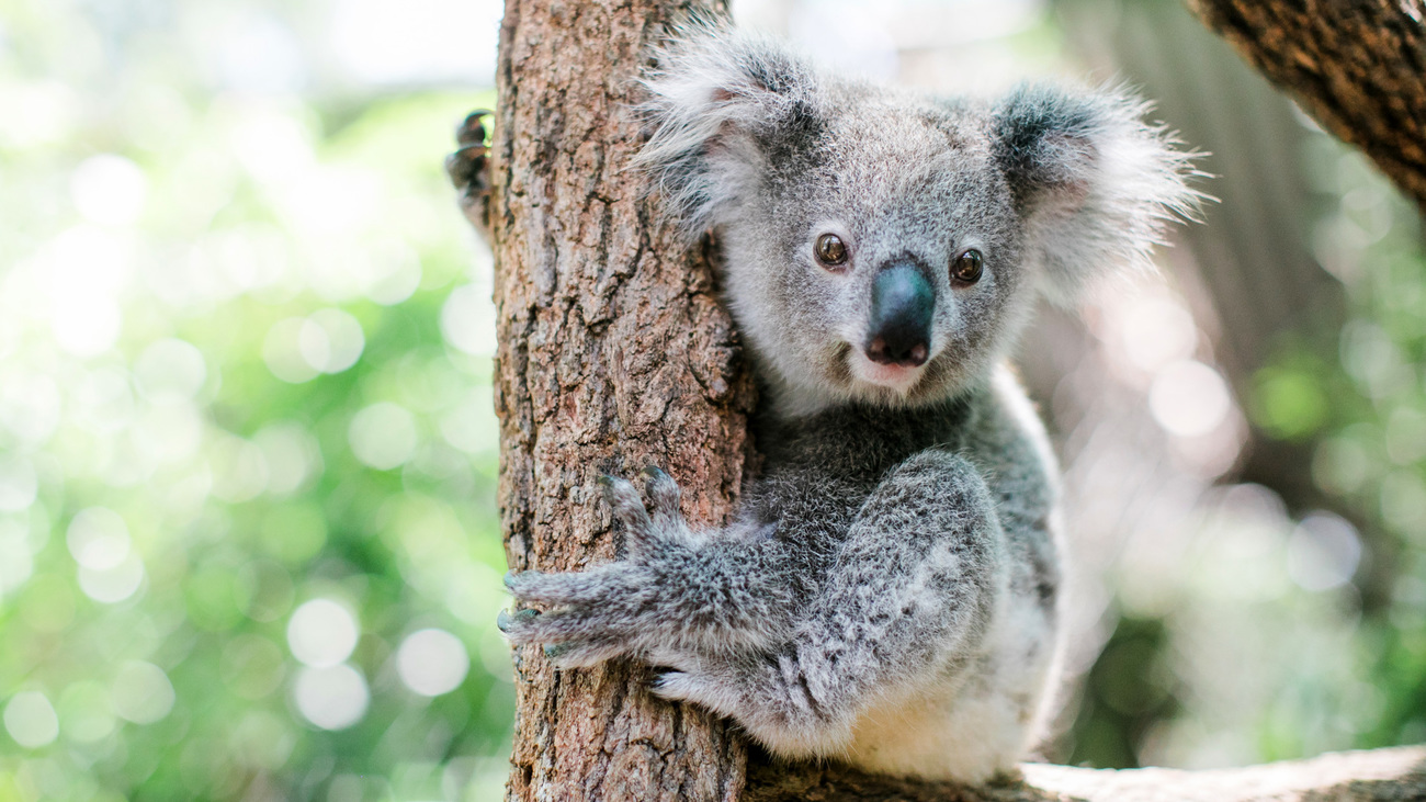 Disa fakte interesante që ndoshta nuk i keni ditur për koalat…