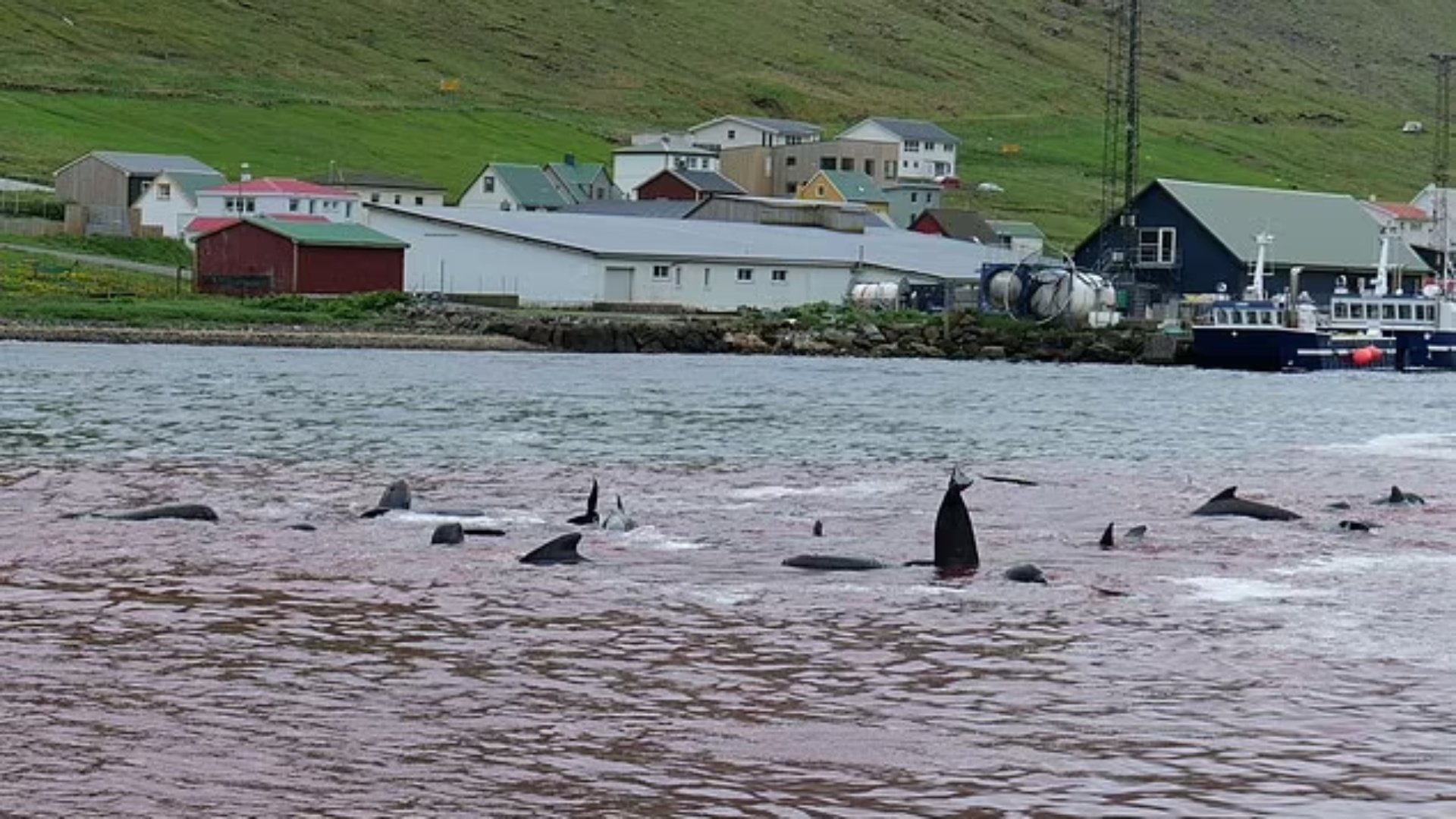 Gjuetia tradicionale e më shumë 130 balenave, “skuqet” deti në ishujt Faroe..