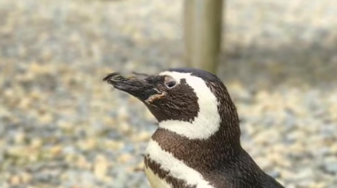 Historia e pinguinit që noton çdo vit 8000 kilometra për të takuar peshkatarin që i shpëtoi jetën!