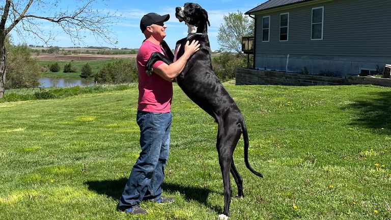 Ju prezantojmë me Iowa Great Dane, qeni më i gjatë në botë!