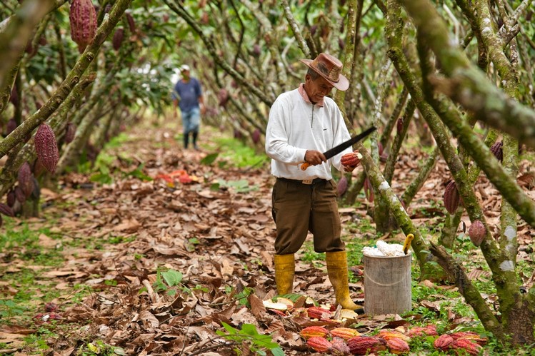 Rritja e çmimit të kakaos, rrezik për rritësit në Ekuador!