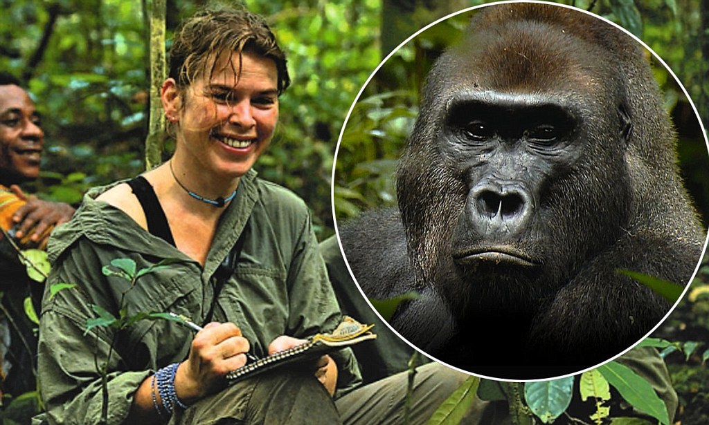 U sulmua nga një shimpaze agresive, e reja kthehet tashmë në ‘rrëfyesen e preferuar të gorillave’…