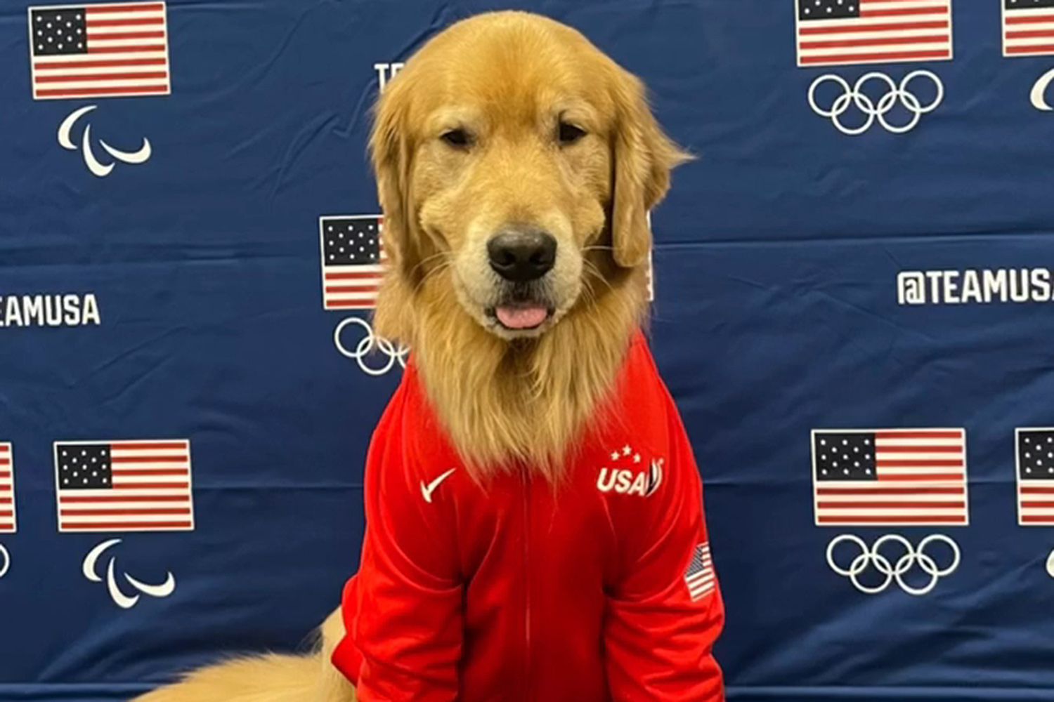 Ju njohim me qenushin Beacon, ‘terapia’ për shëndetin mendor të gjimnastëve në Lojërat Olimpike!