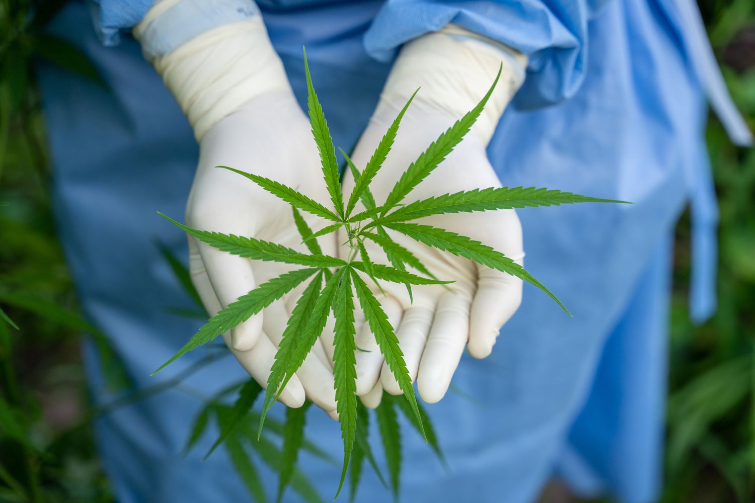 Mbi 4 mijë bimë cannabis të asgjësuara nga blutë në Shkodër e Lezhë!