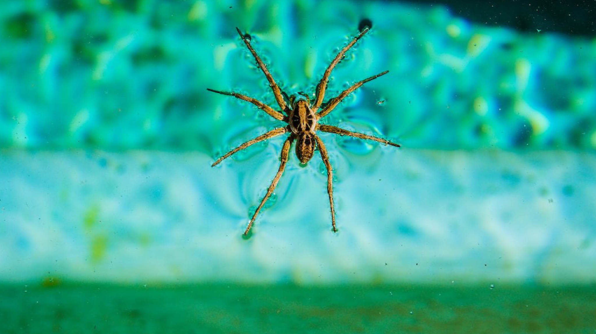 Merimangat janë mjaft të dobishme nëse vuani nga alergjitë sezonale!