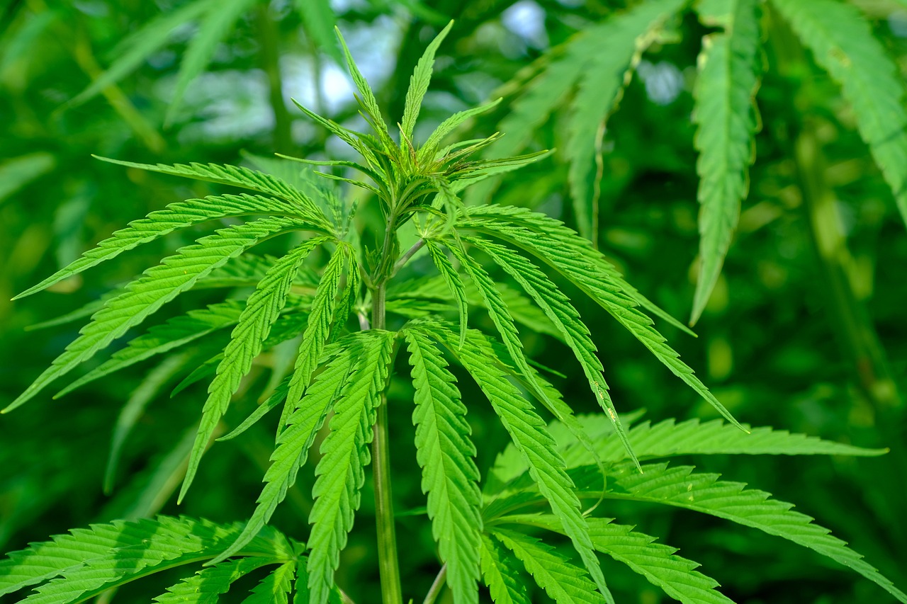 Operacione anti-cannabis në veri, mijëra bimë narkotike të asgjësuara!