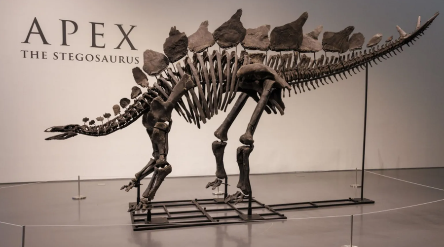 Skeleti i dinosaurit arrin në ankand rekordin si fosili më i shtrenjtë i shitur ndonjëherë!