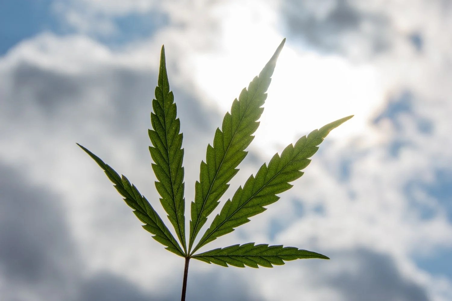 Zbulohet parcelë me cannabis në Thumanë, një në pranga!