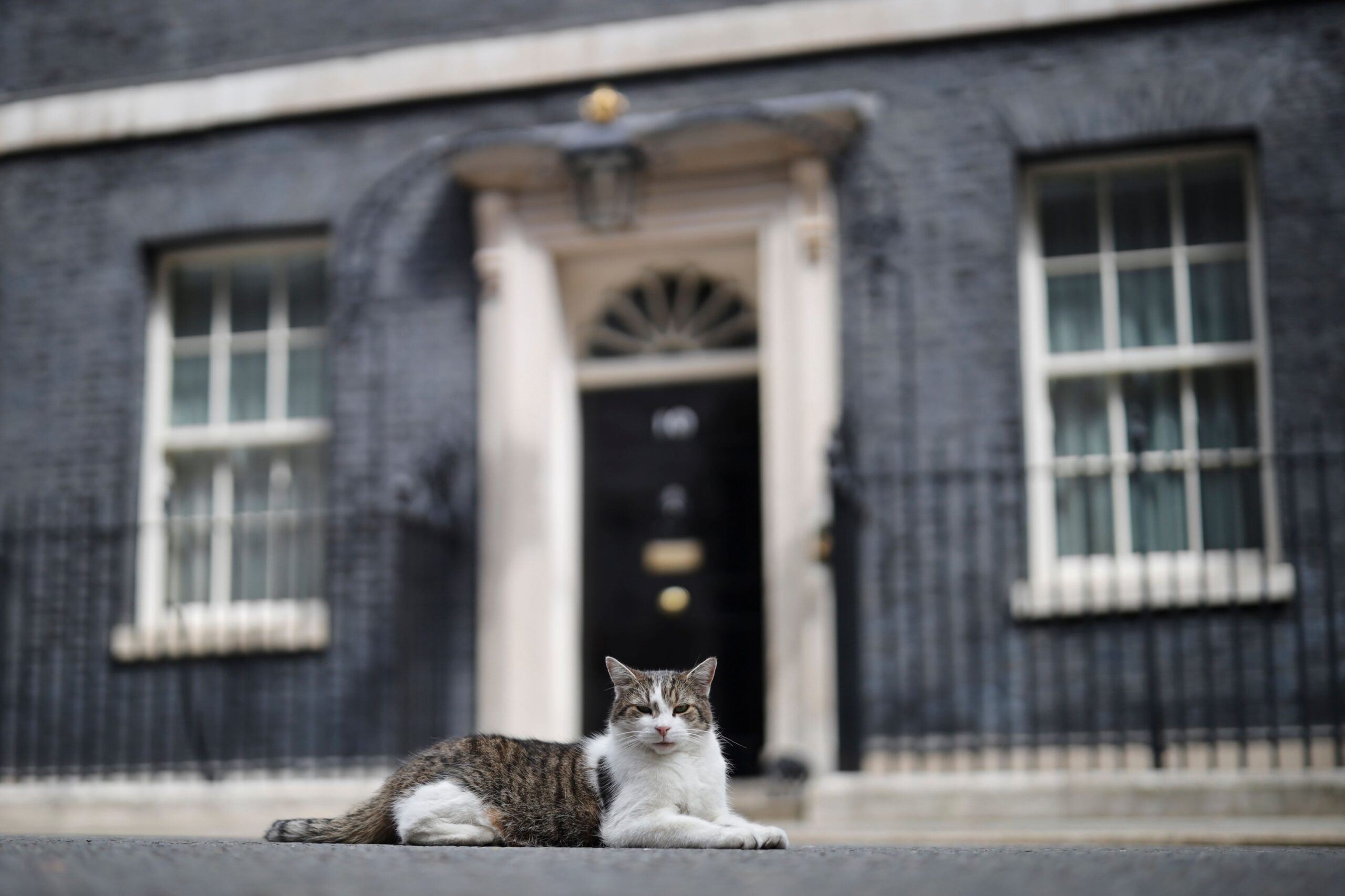 Ju njohim me macen e quajtur Larry Downing Street, më e famshmja në Britaninë e Madhe!